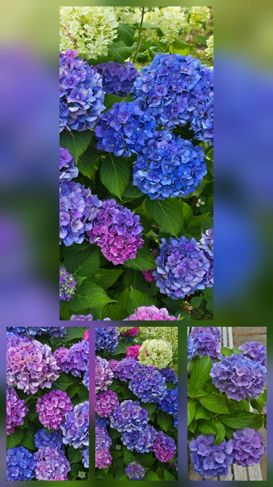 Inspiration from flowers in friends gardens to start painting