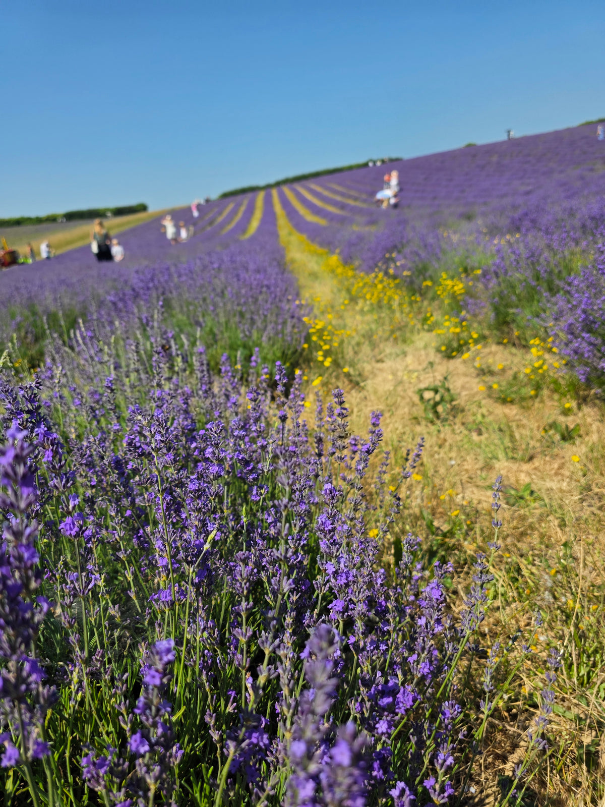 Lavender Fields Tea Towel - Mandy McKenna Designs 
